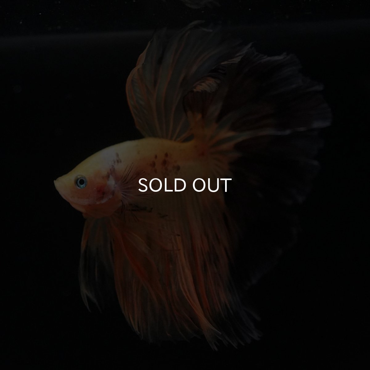 画像7: HM　ファンシー (7)