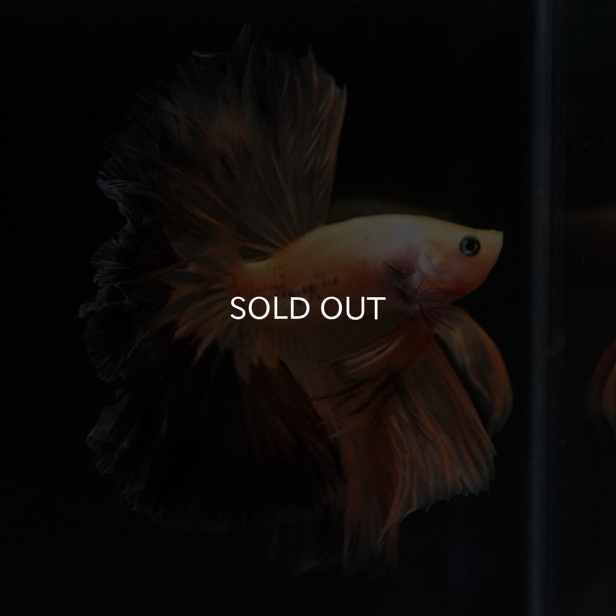 画像6: HM　ファンシー (6)