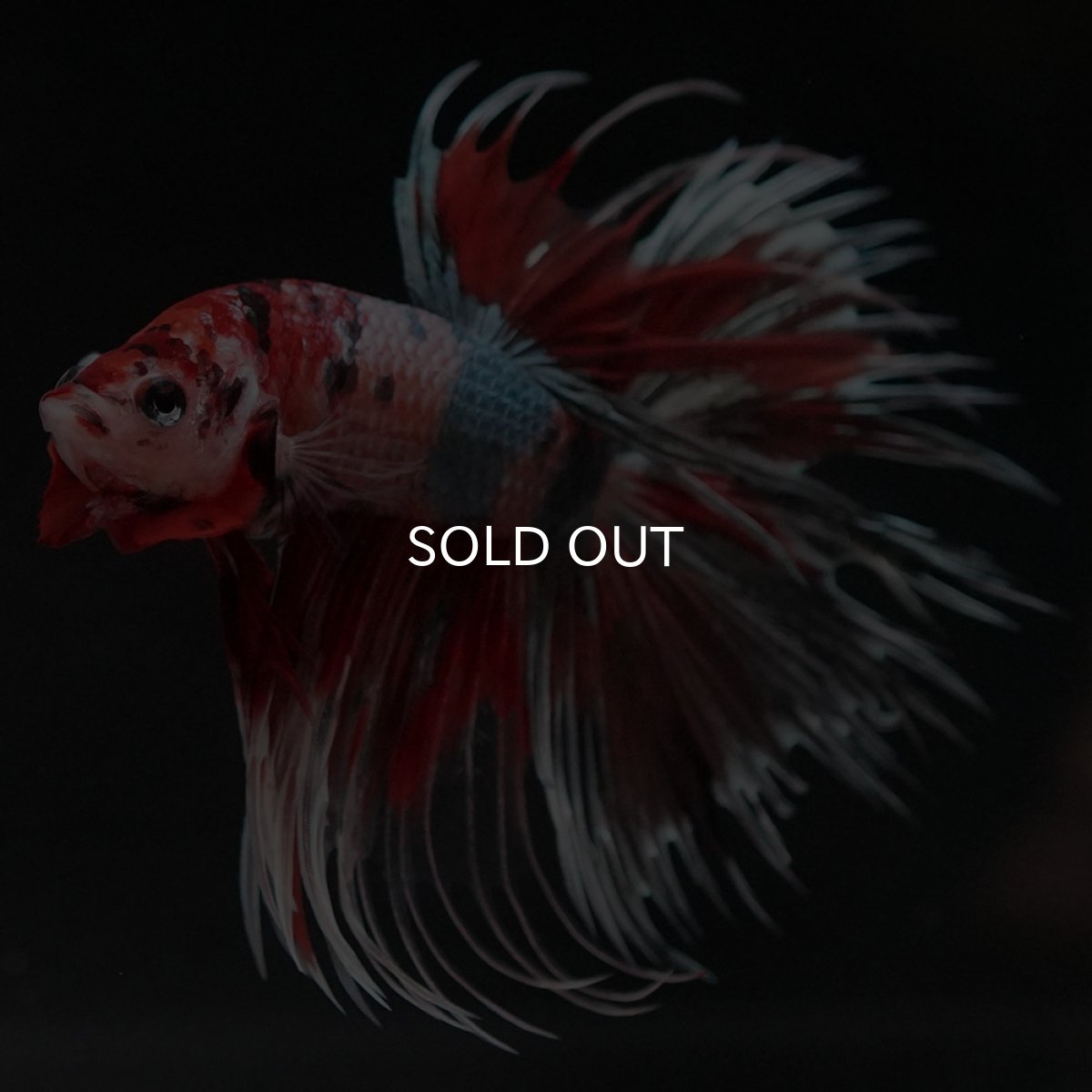 画像6: CT　キャンディカッパー (6)