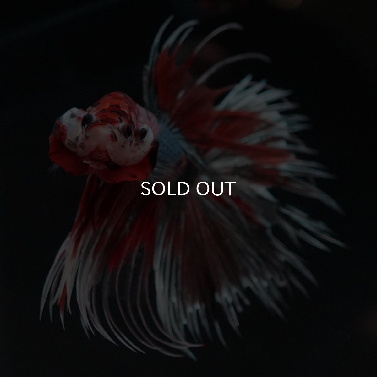 画像3: CT　キャンディカッパー (3)