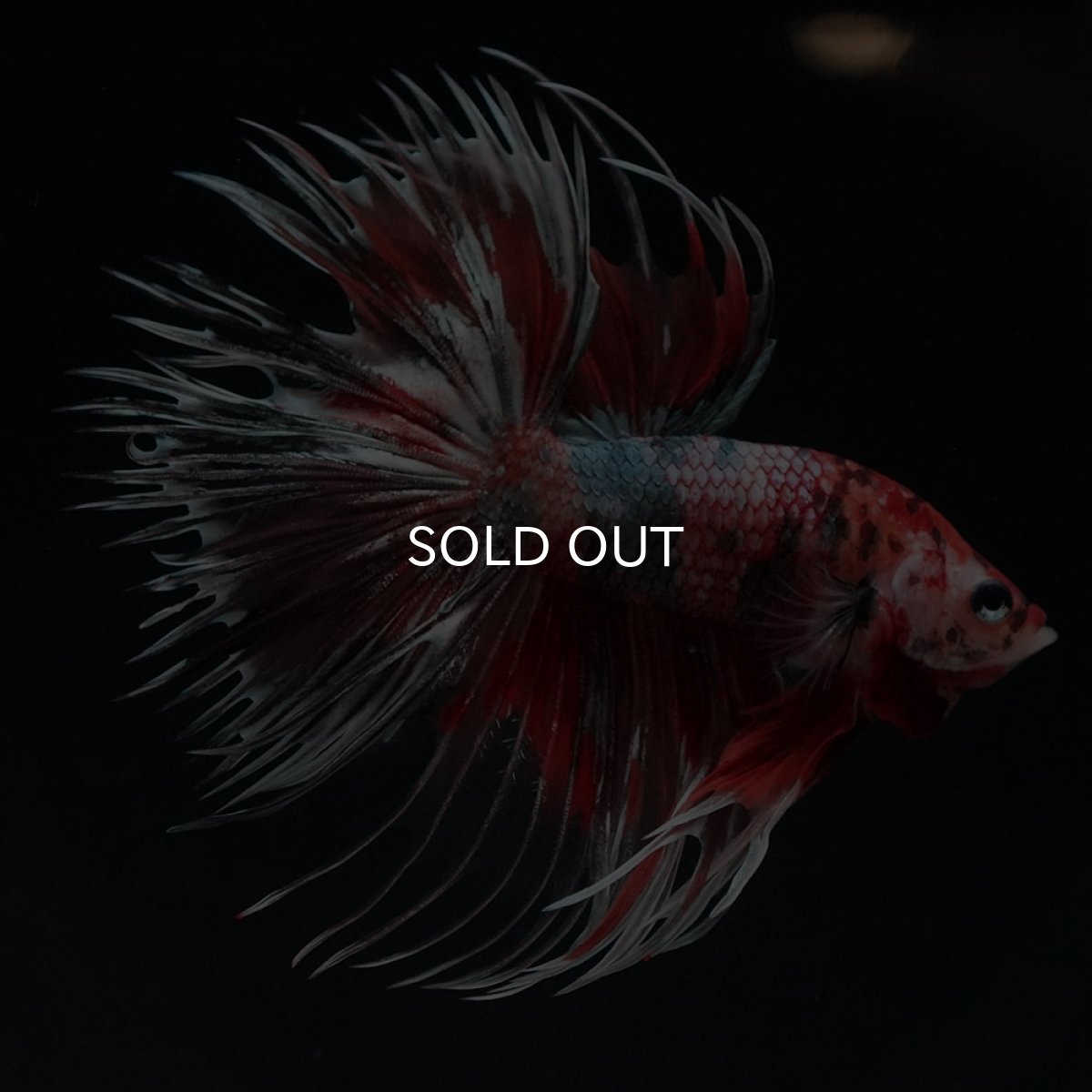 画像5: CT　キャンディカッパー (5)