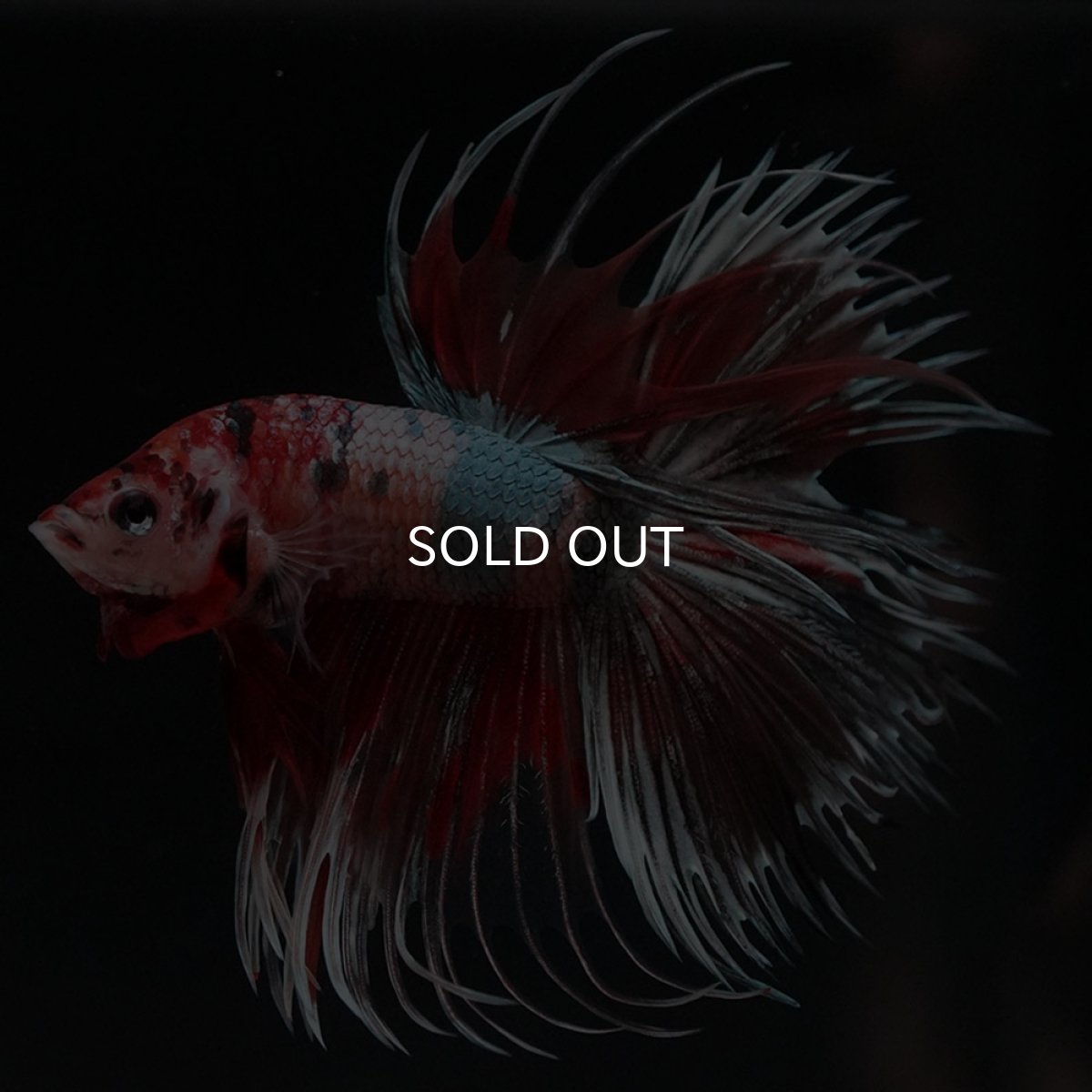 画像4: CT　キャンディカッパー (4)