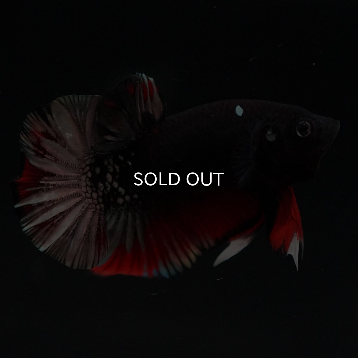 画像7: HMPK　ブラックカッパースター (7)