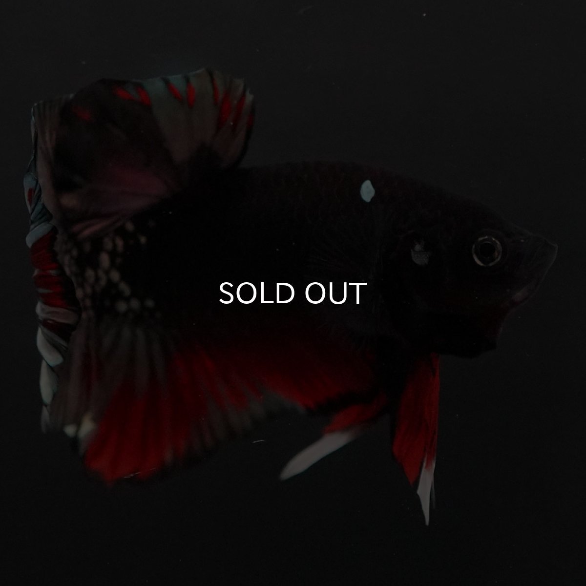 画像11: HMPK　ブラックカッパースター (11)