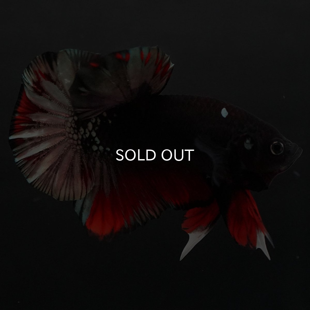 画像2: HMPK　ブラックカッパースター (2)