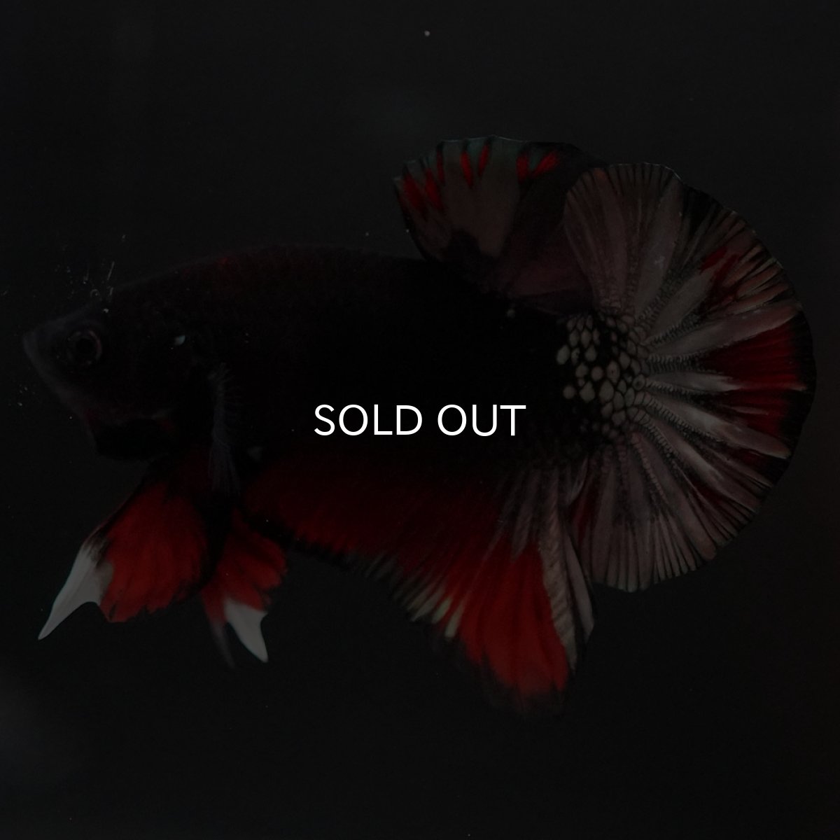 画像10: HMPK　ブラックカッパースター (10)