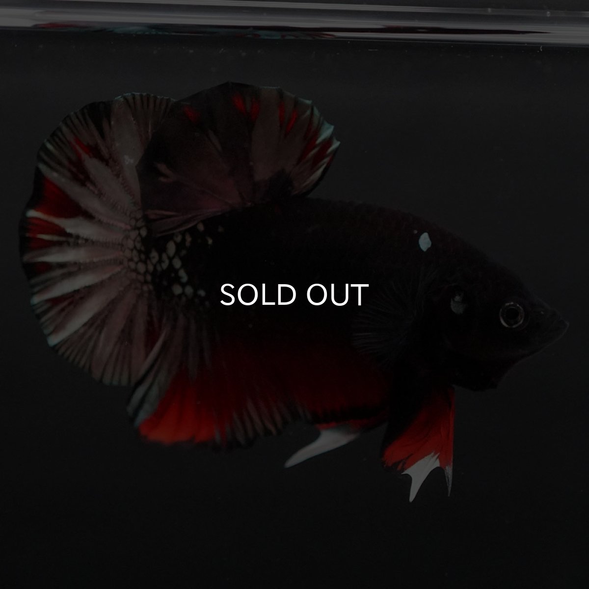 画像9: HMPK　ブラックカッパースター (9)