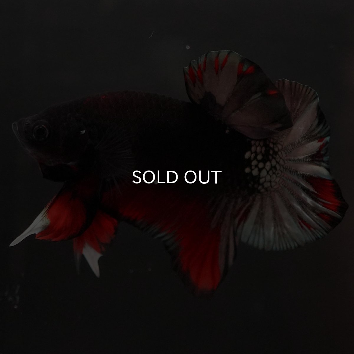 画像8: HMPK　ブラックカッパースター (8)