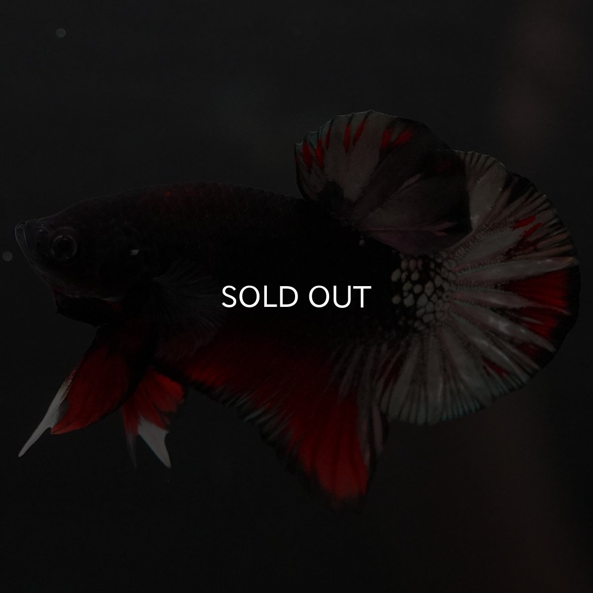 画像6: HMPK　ブラックカッパースター (6)