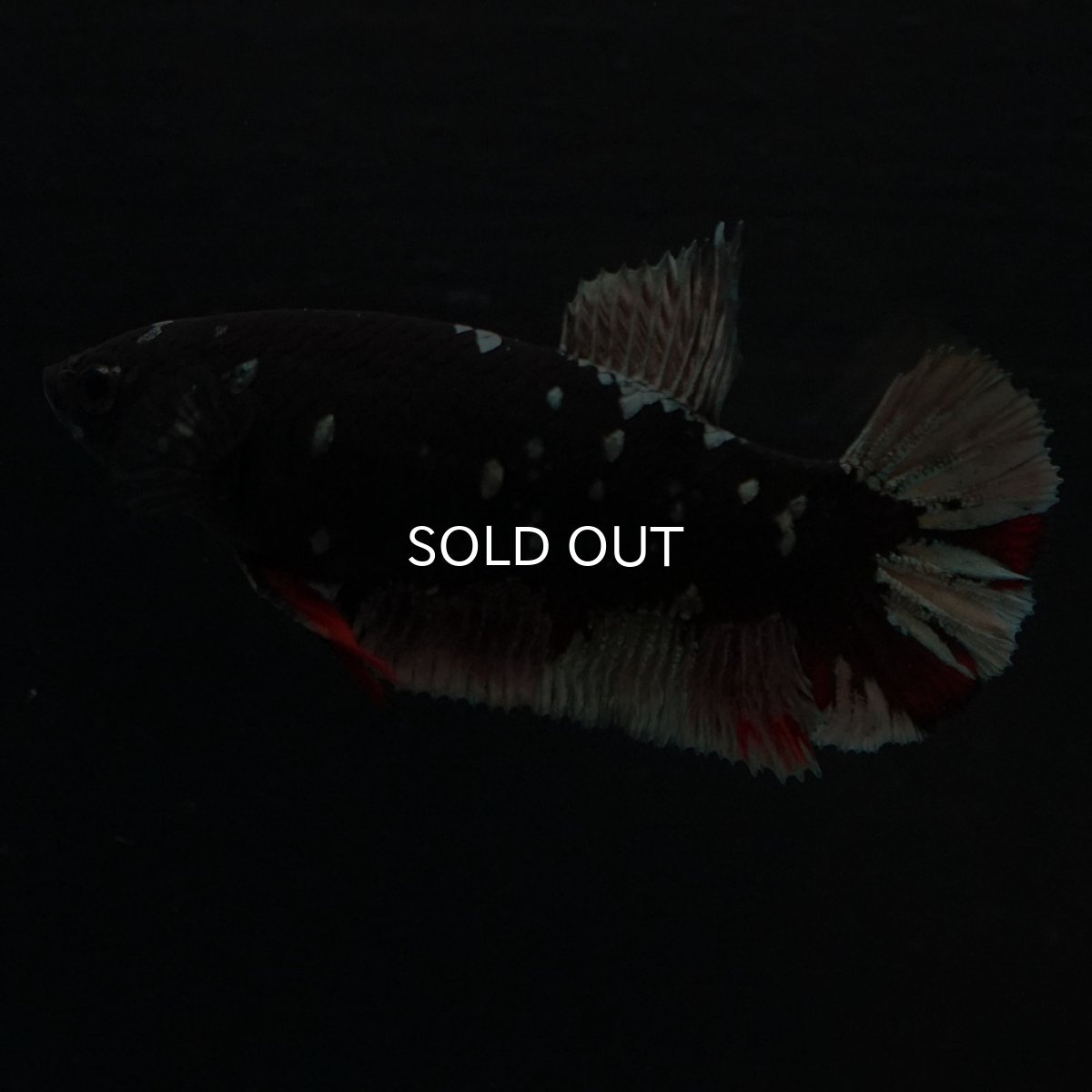 画像3: HMPK　ブラックカッパースター　メス (3)