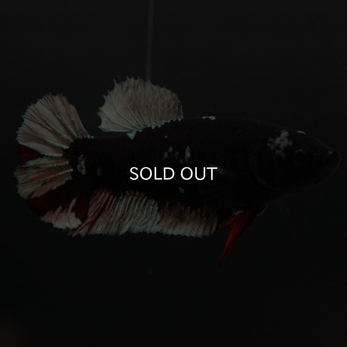 画像4: HMPK　ブラックカッパースター　メス (4)