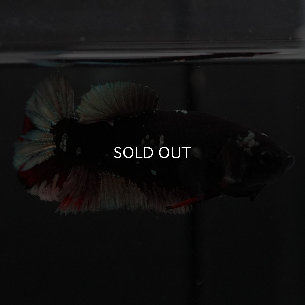 画像2: HMPK　ブラックカッパースター　メス (2)