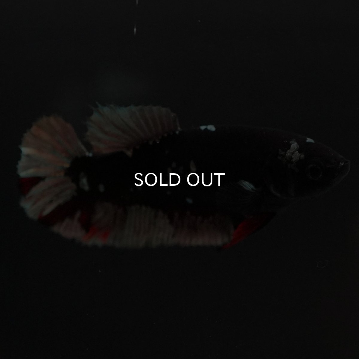 画像5: HMPK　ブラックカッパースター　メス (5)