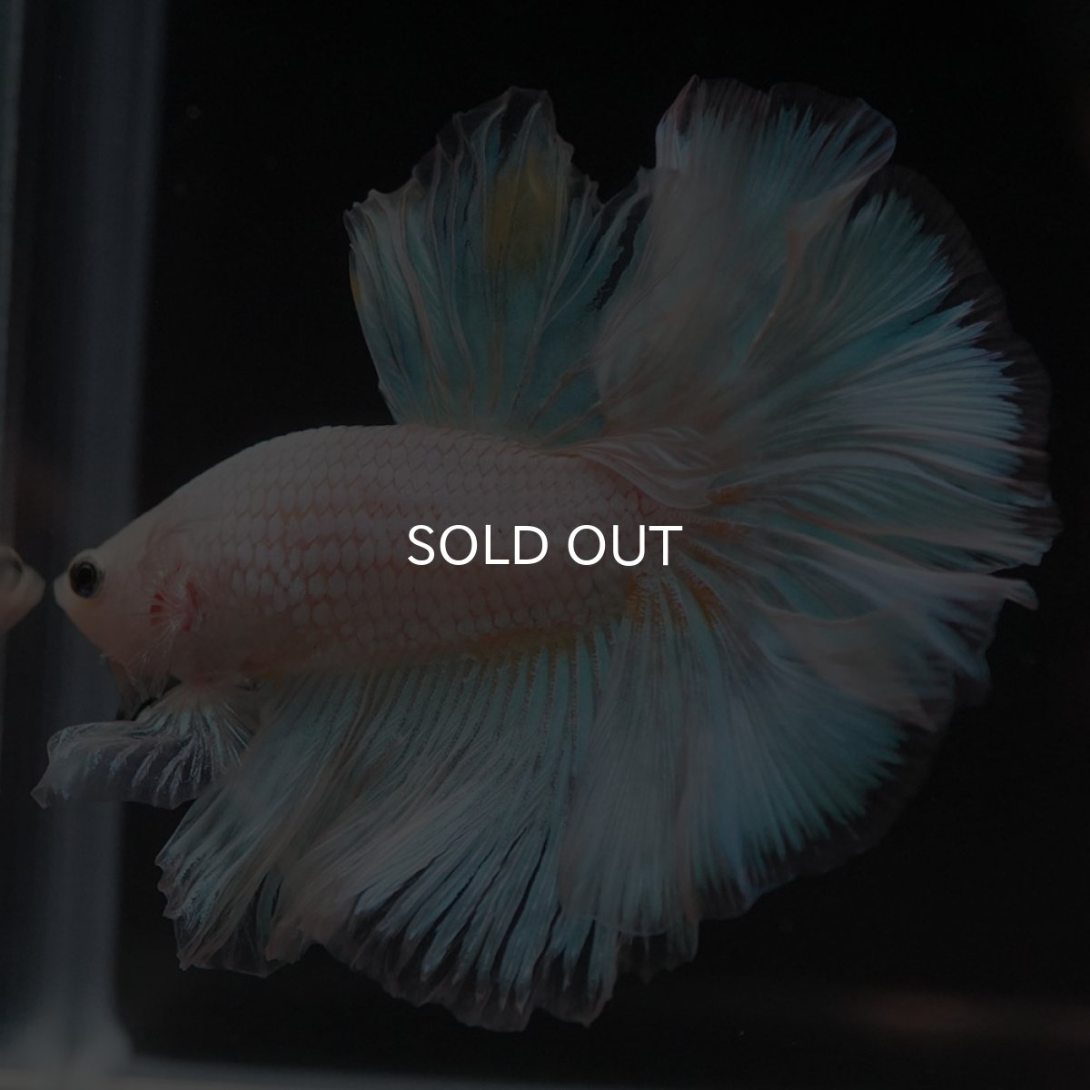 画像11: HM　ファンシー (11)