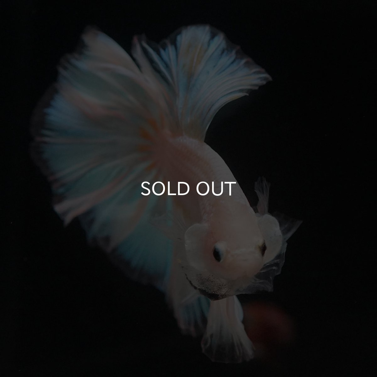 画像3: HM　ファンシー (3)