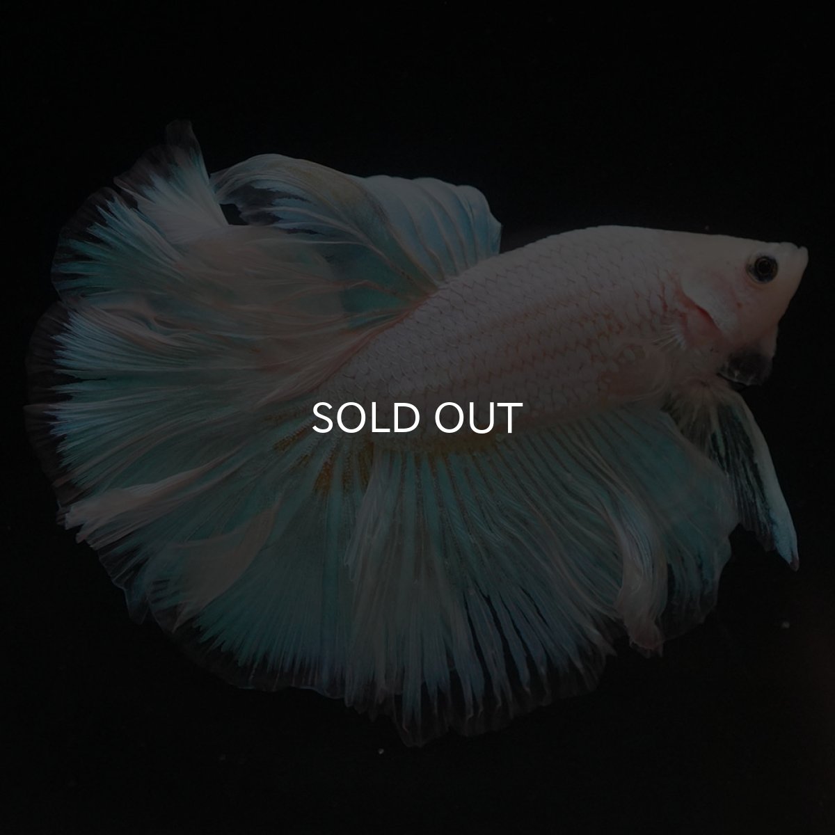 画像5: HM　ファンシー (5)