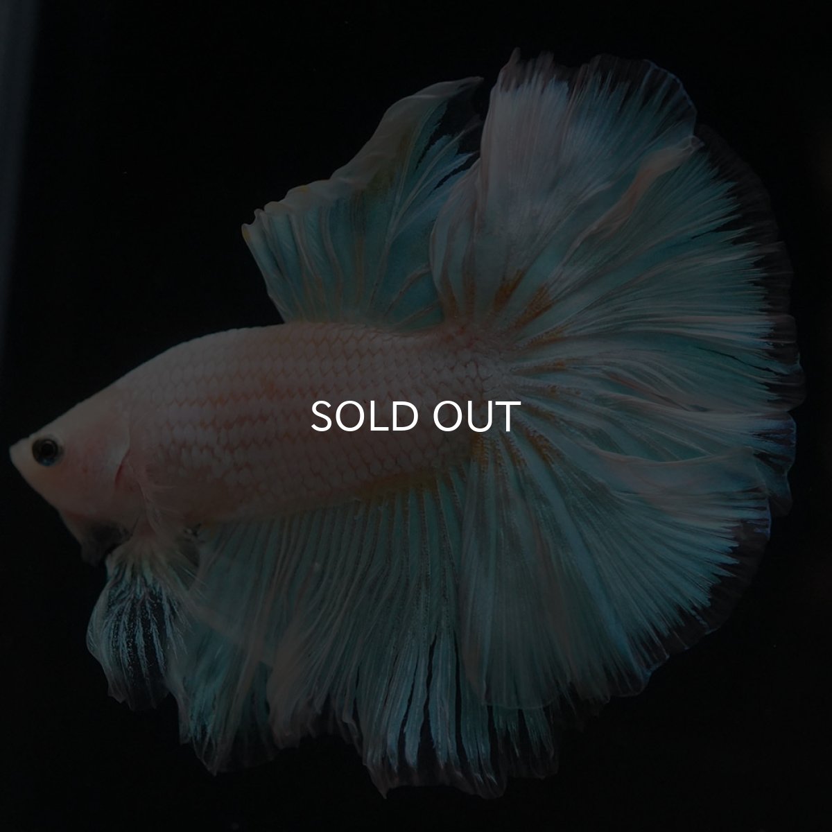 画像4: HM　ファンシー (4)