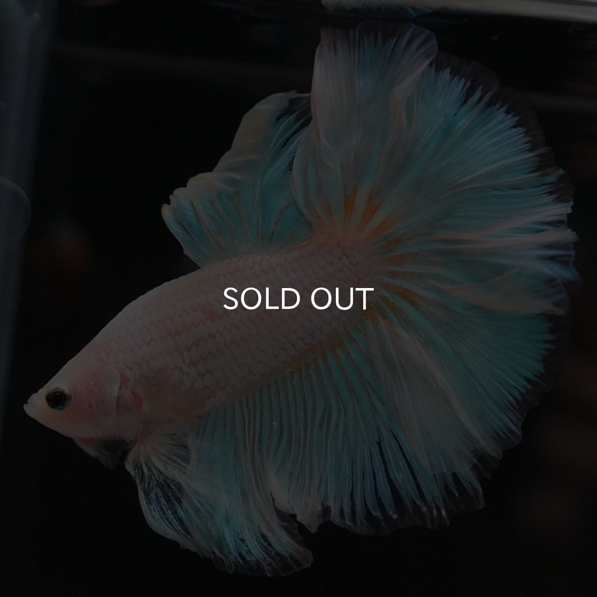 画像10: HM　ファンシー (10)