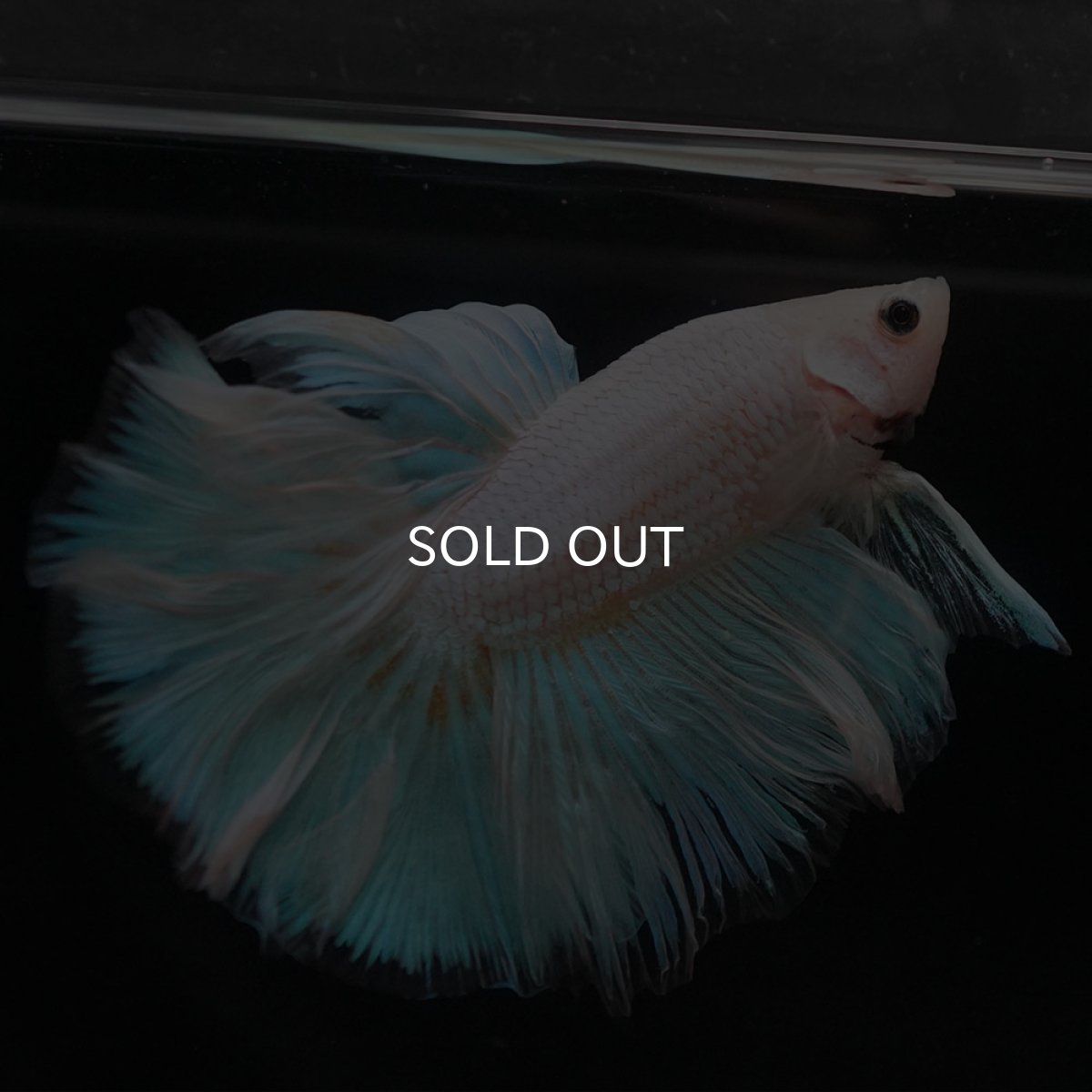 画像7: HM　ファンシー (7)