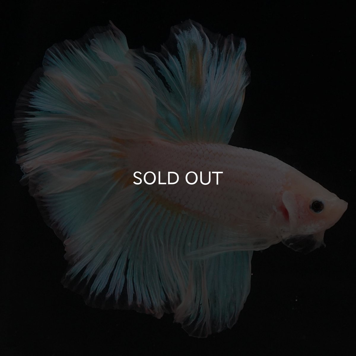 画像9: HM　ファンシー (9)