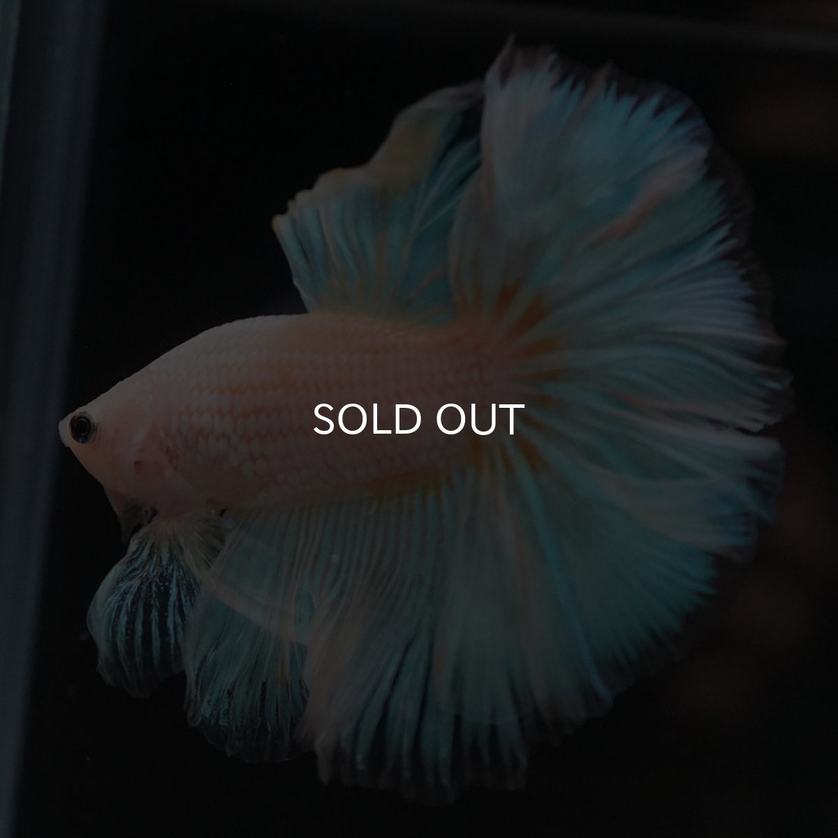 画像8: HM　ファンシー (8)