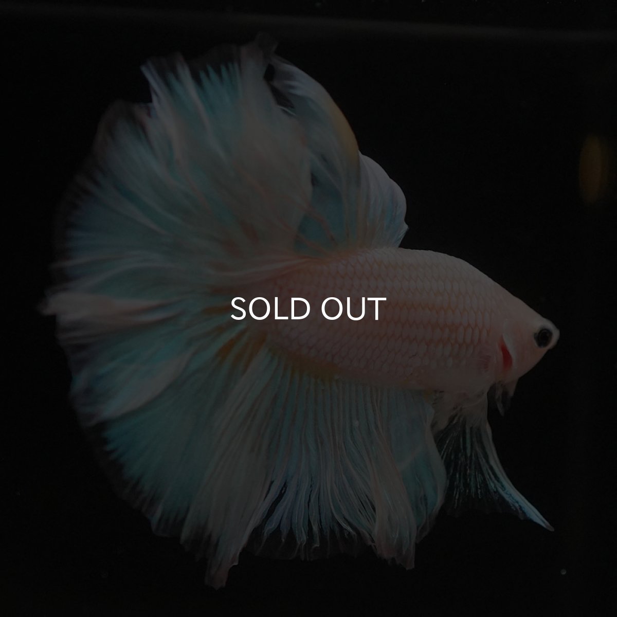 画像2: HM　ファンシー (2)