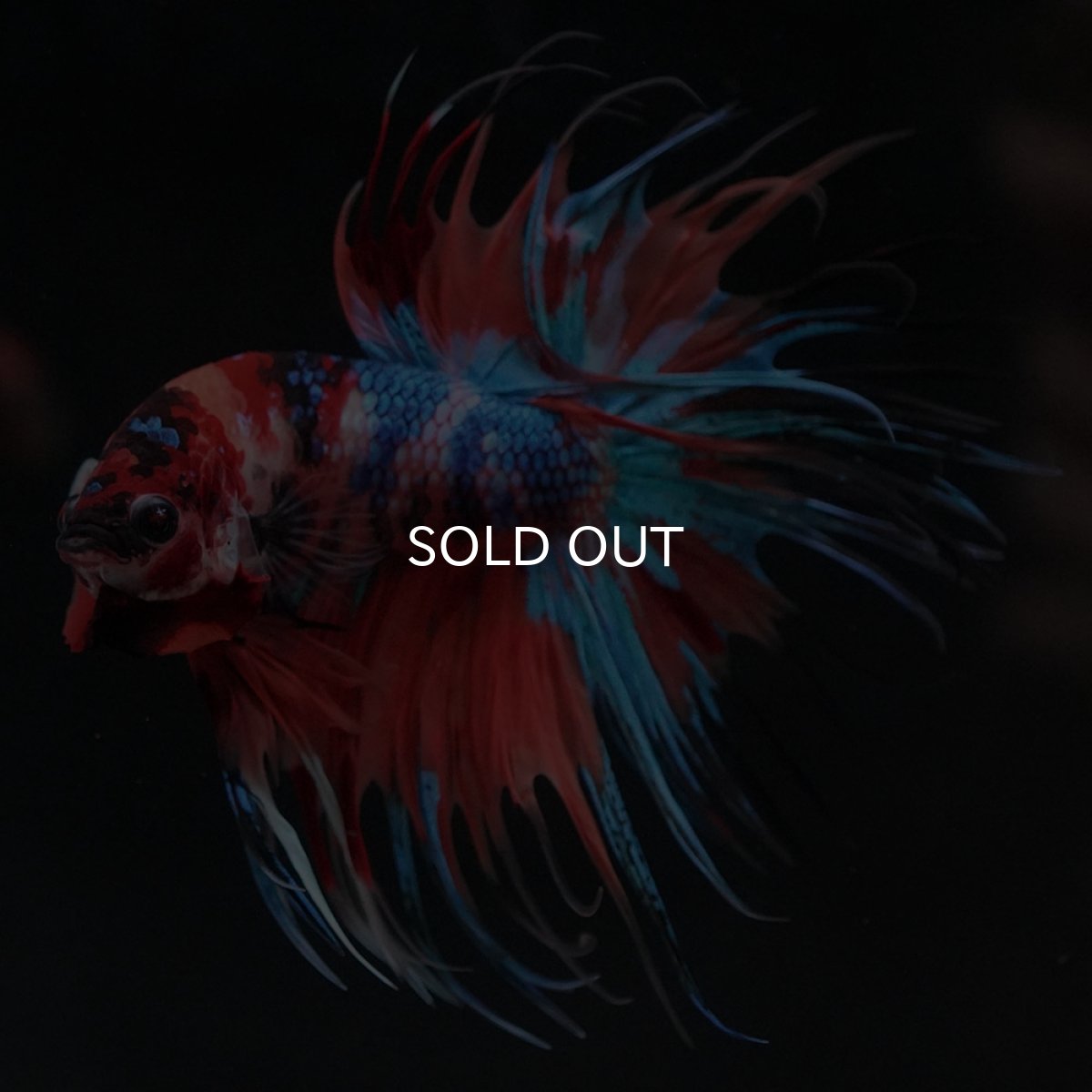 画像2: CT　キャンディ (2)