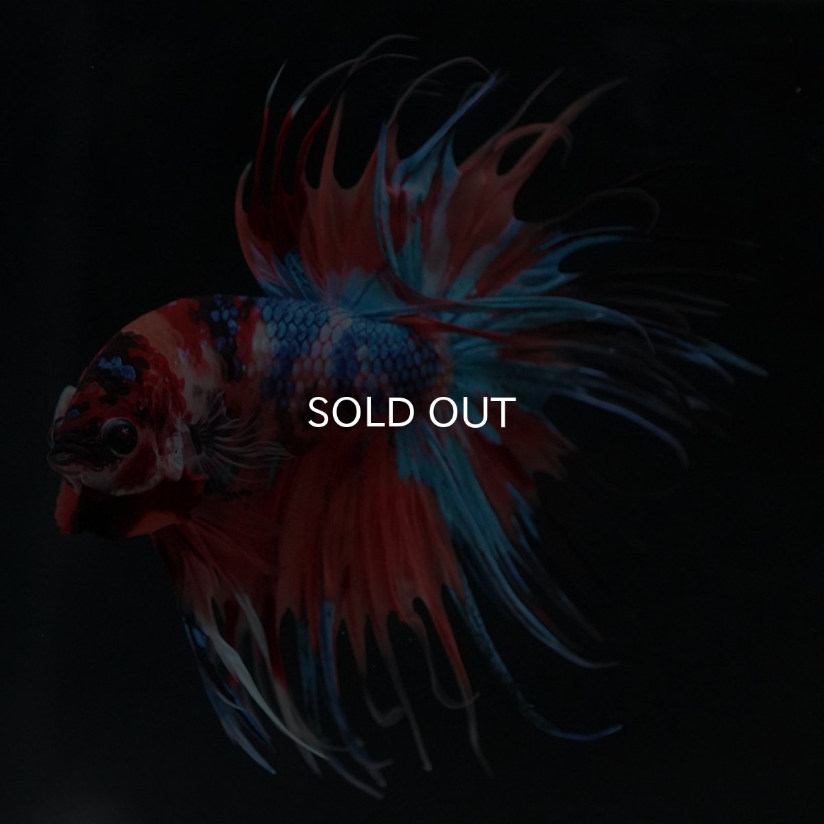 画像6: CT　キャンディ (6)