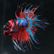 画像6: CT　キャンディ (6)
