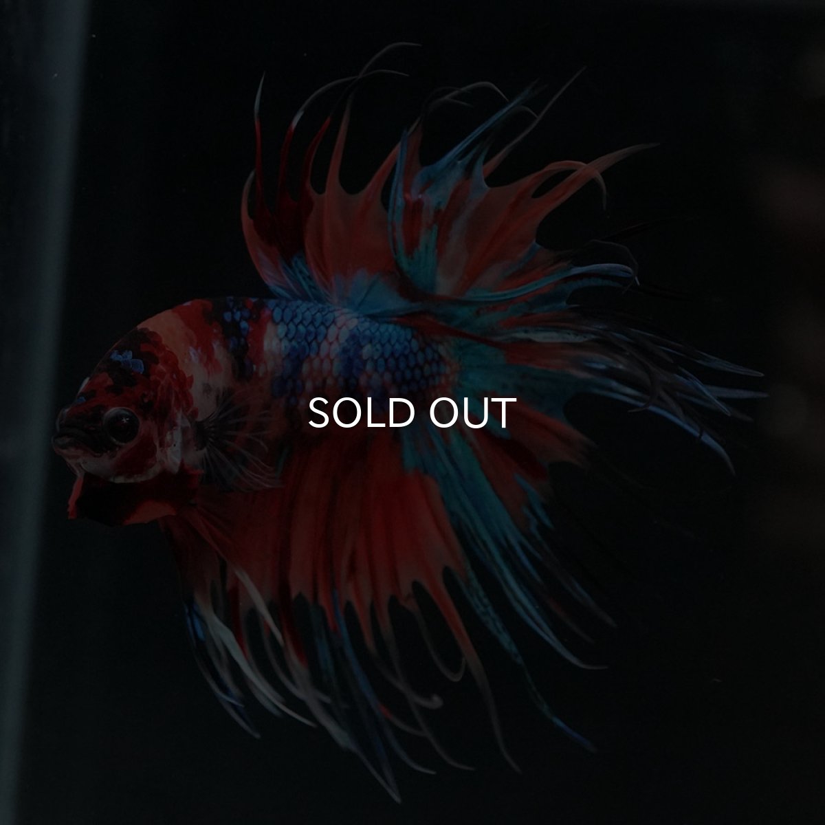 画像4: CT　キャンディ (4)