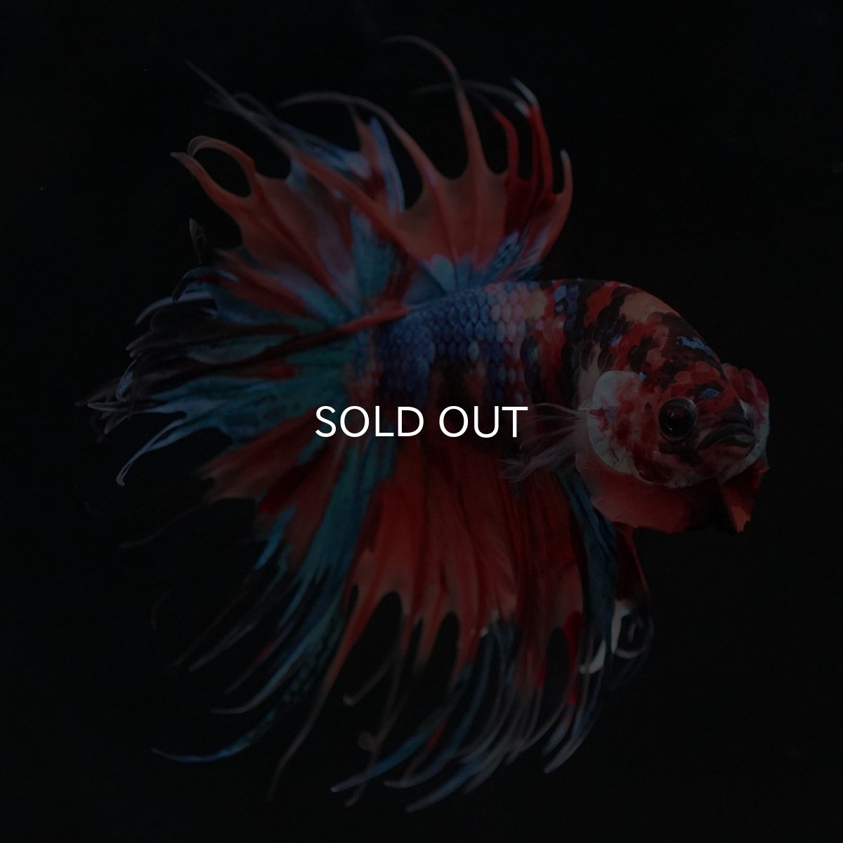 画像7: CT　キャンディ (7)