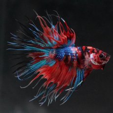 画像5: CT　キャンディ (5)