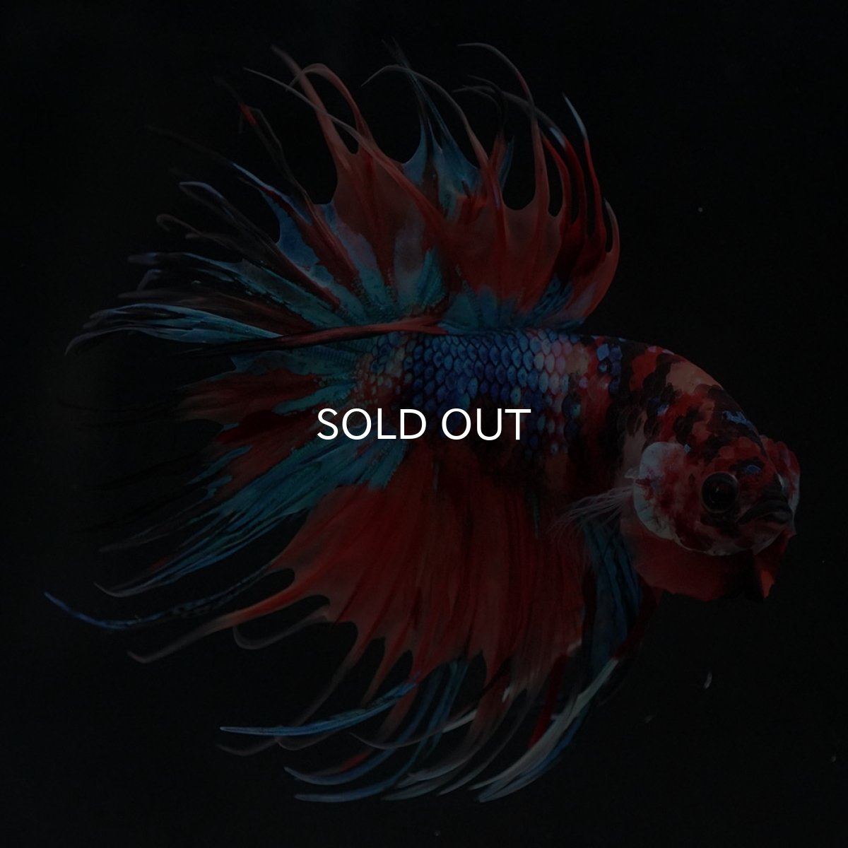 画像3: CT　キャンディ (3)