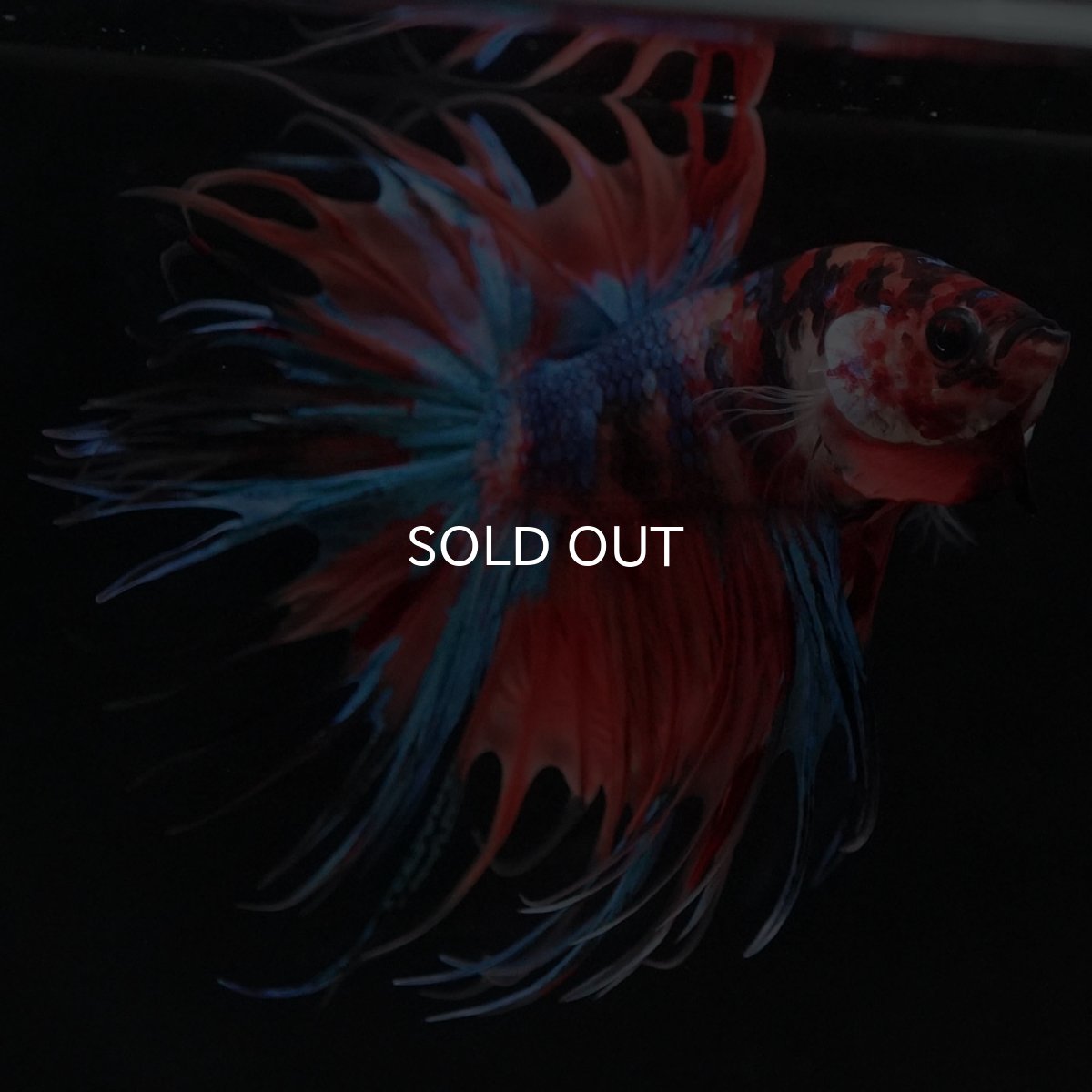 画像8: CT　キャンディ (8)