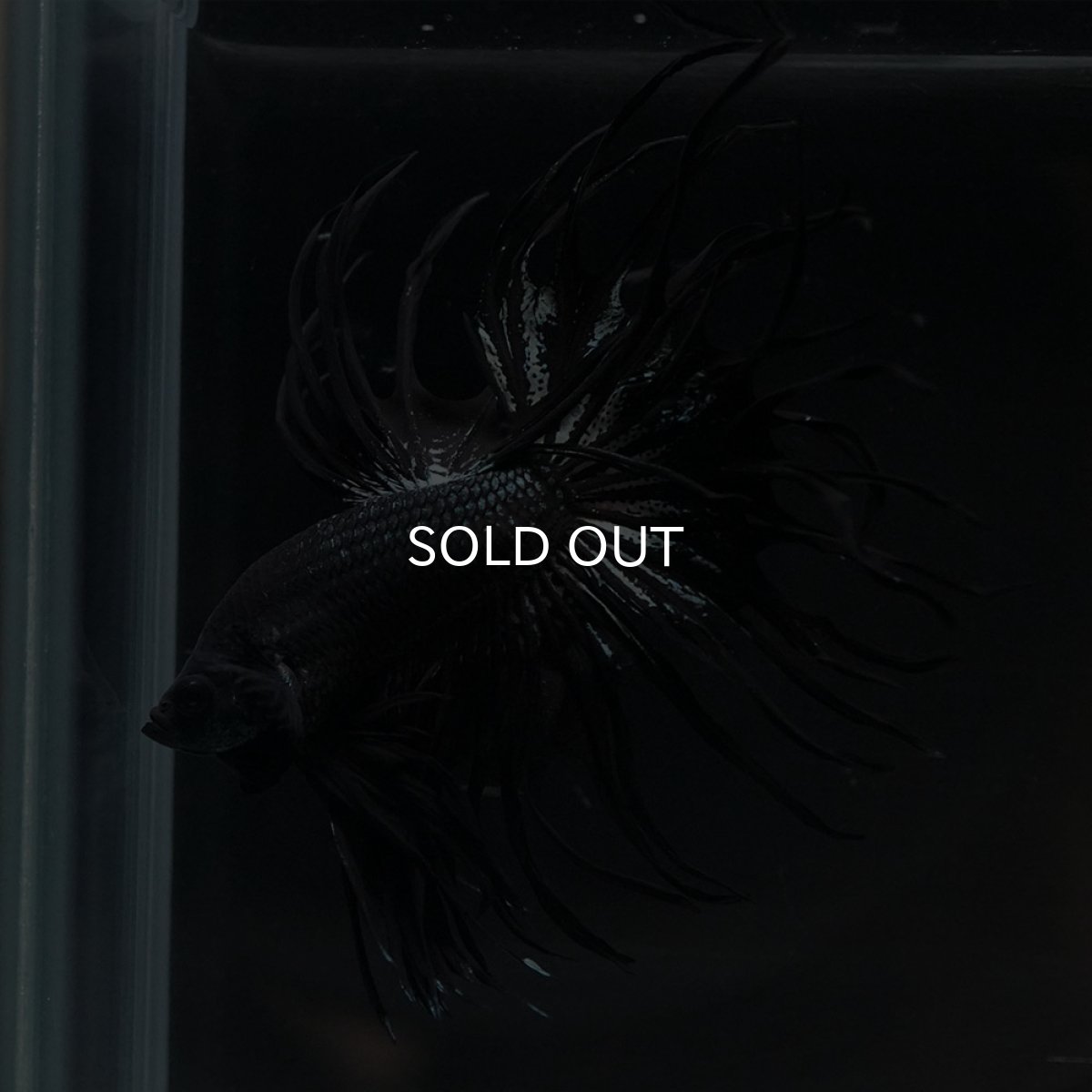 画像15: KCT　ブラックカッパー (15)