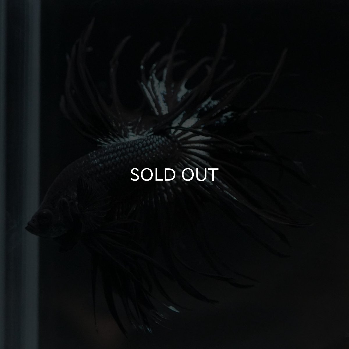 画像4: KCT　ブラックカッパー (4)