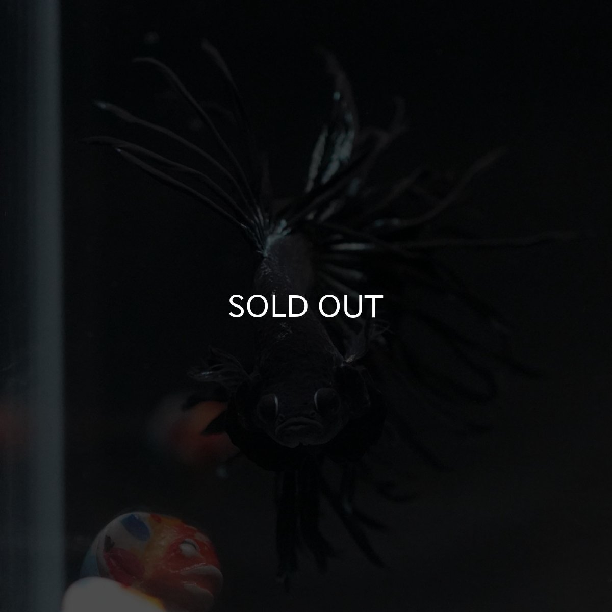 画像3: KCT　ブラックカッパー (3)