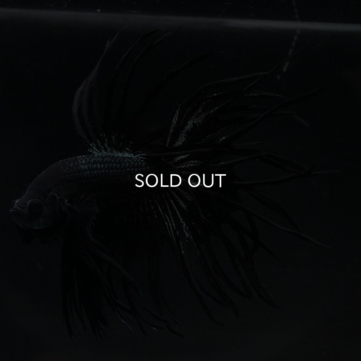 画像14: KCT　ブラックカッパー (14)