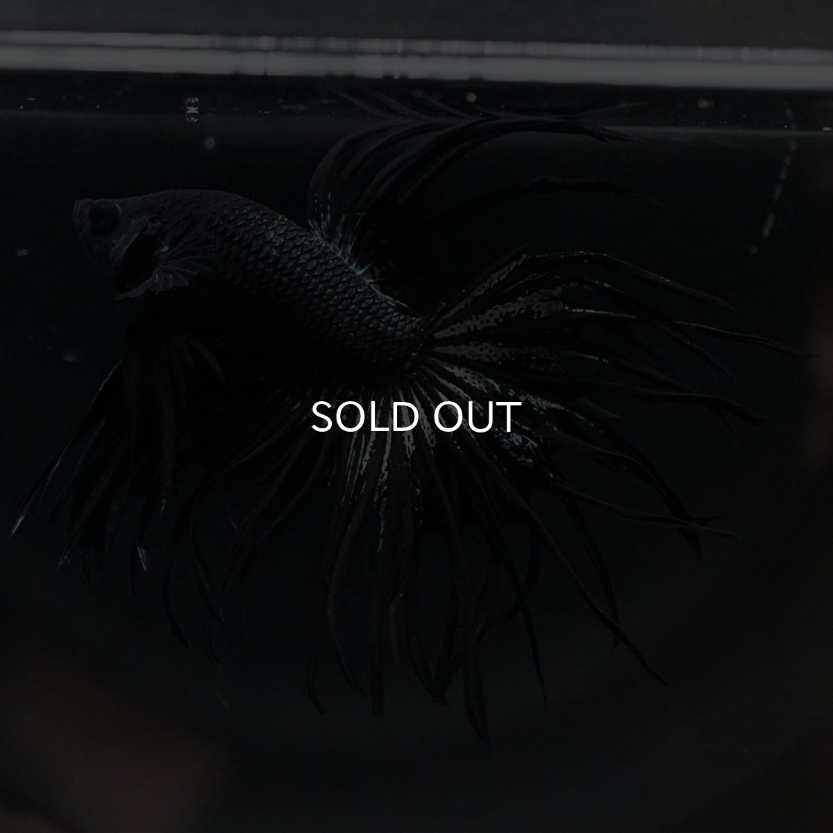 画像13: KCT　ブラックカッパー (13)