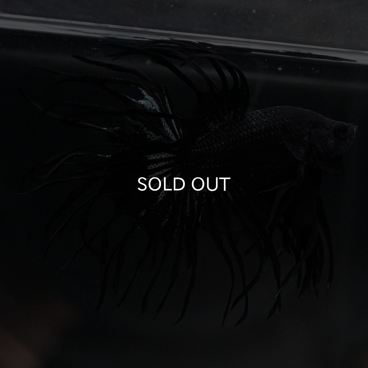 画像9: KCT　ブラックカッパー (9)