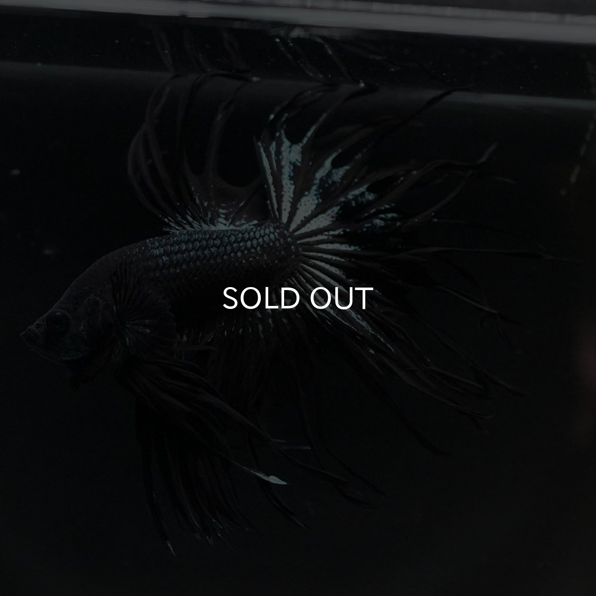 画像12: KCT　ブラックカッパー (12)