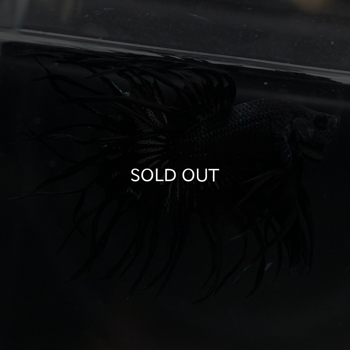 画像11: KCT　ブラックカッパー (11)