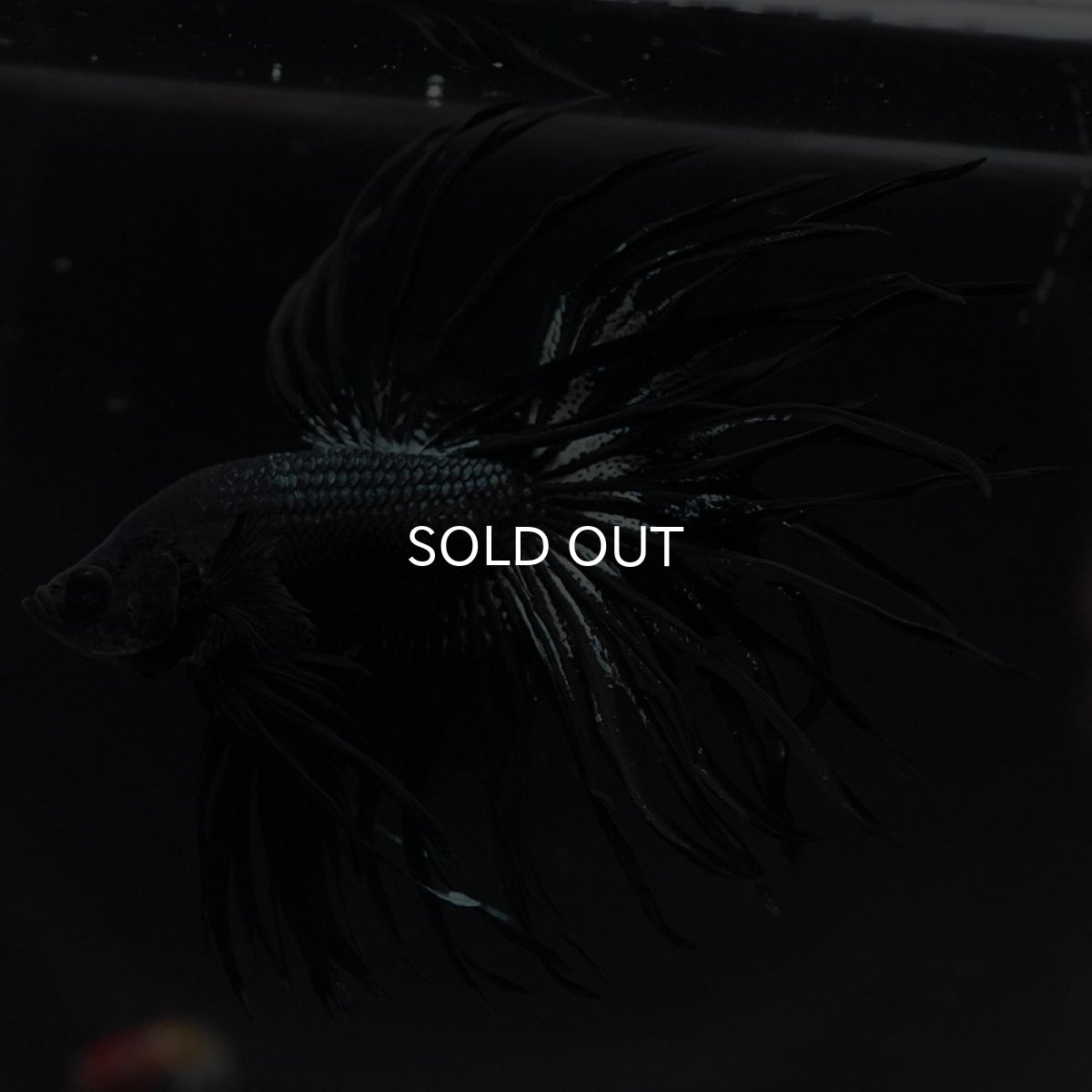 画像10: KCT　ブラックカッパー (10)