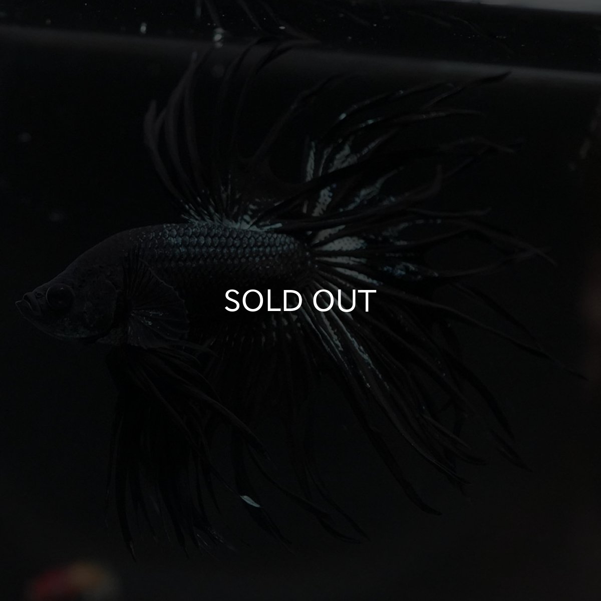 画像8: KCT　ブラックカッパー (8)