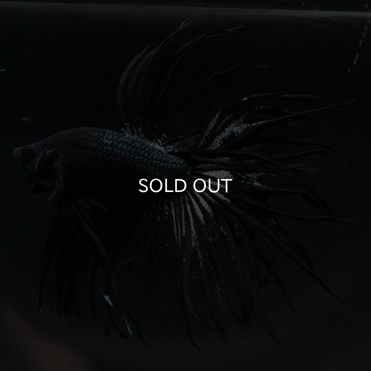 画像6: KCT　ブラックカッパー (6)