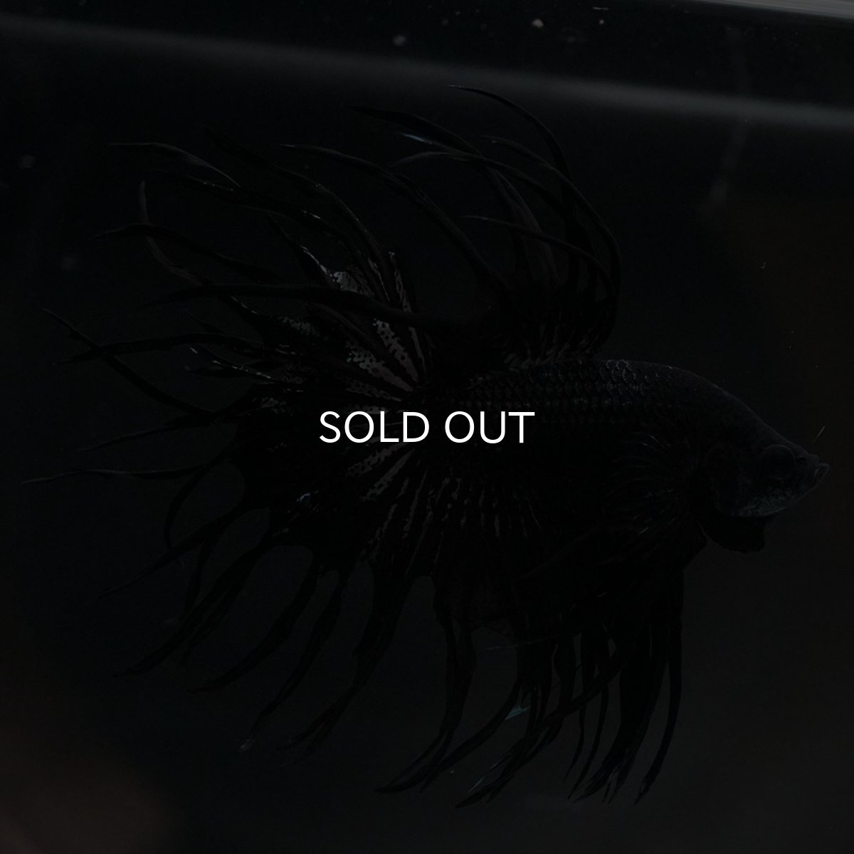 画像7: KCT　ブラックカッパー (7)