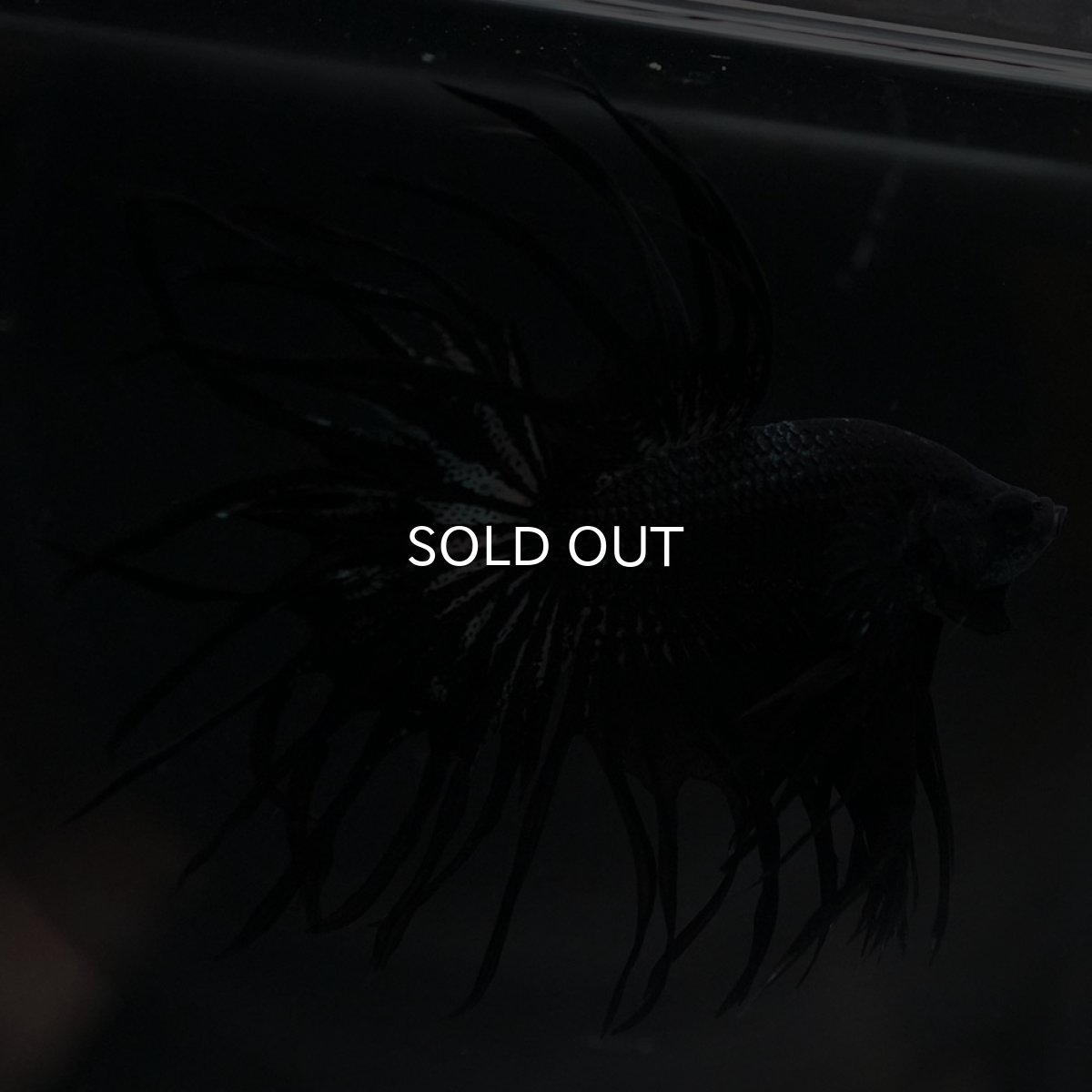 画像5: KCT　ブラックカッパー (5)