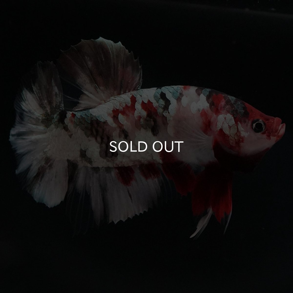 画像5: HMPK　鯉カッパーギャラクシー (5)