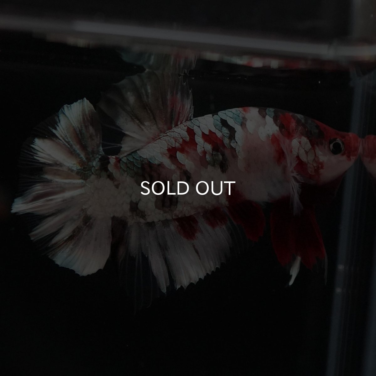 画像9: HMPK　鯉カッパーギャラクシー (9)