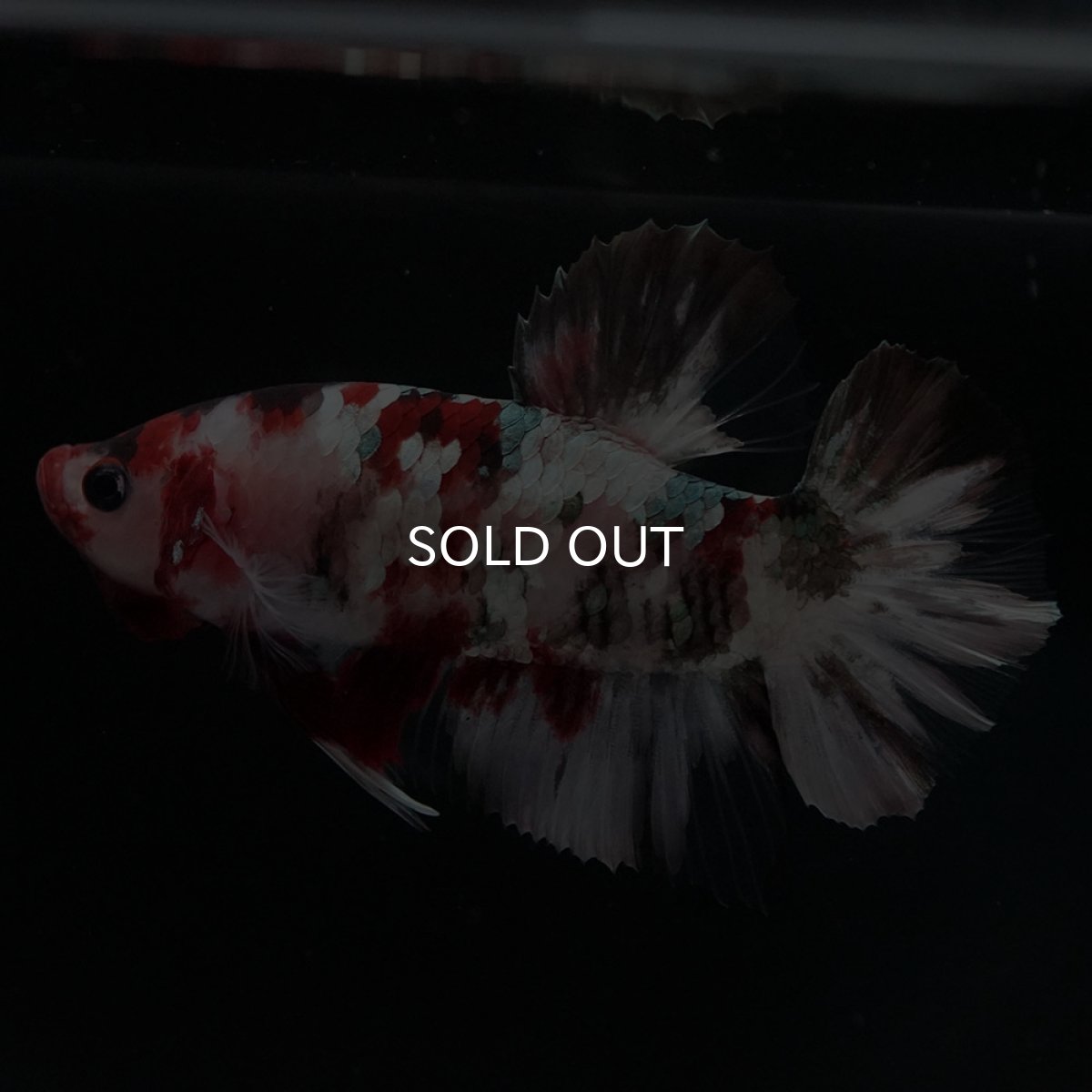 画像6: HMPK　鯉カッパーギャラクシー (6)